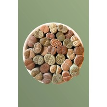 Haangarden Lithops Ssp