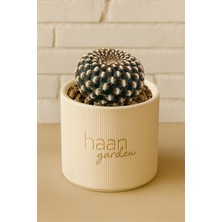 Haangarden Sulcorebutia Arenacea / Kaktüs