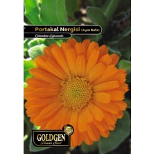 Goldgen Pro Seed Goldgen Portakal Nergisi (Aynı Sefa) Çiçeği Tohumu