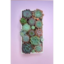 Haangarden Echeveria Mix