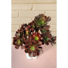 Haangarden Aeonium Ssp