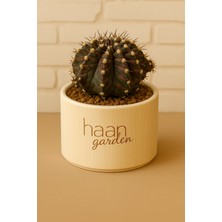 Haangarden Gymnocalycium Trex / Kaktüs