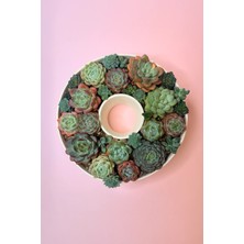 Haangarden Echeveria Mix