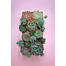 Haangarden Echeveria Mix