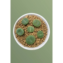Haangarden Lithops Ssp