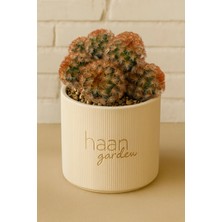 Haangarden Mammillaria Elongata