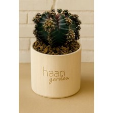 Haangarden Gymnocalycium Pink Pay Variegata / Kaktüs