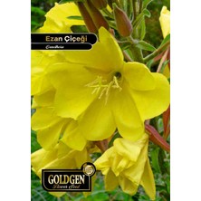 Goldgen Pro Seed Goldgen Ezan Çiçeği Tohumu