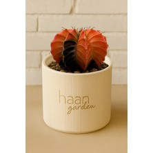 Haangarden Gymnocalycium Variegata / Kaktüs