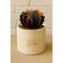 Haangarden Gymnocalycium Variegata / Kaktüs