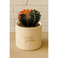 Haangarden Gymnocalycium Variegata / Kaktüs