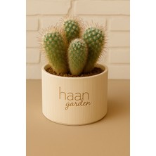 Haangarden Mammillaria Bombycina / Kaktüs