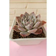 Haangarden Echeveria Ssp