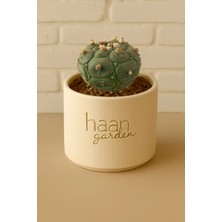 Haangarden Astrophytum Asterias Kikko / Kaktüs