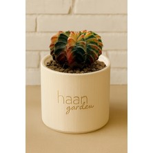 Haangarden Gymnocalycium Variegata / Kaktüs