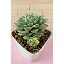 Haangarden Echeveria Fabiola Variegata