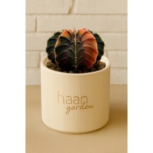 Haangarden Gymnocalycium Variegata / Kaktüs