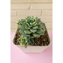 Haangarden Echeveria Fabiola Variegata