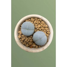 Haangarden Lithops Ssp