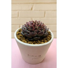 Haangarden Echeveria Ssp