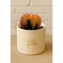 Haangarden Gymnocalycium Variegata / Kaktüs