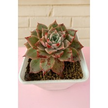 Haangarden Echeveria Ssp