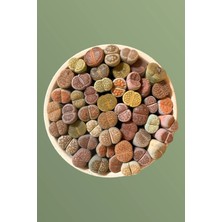 Haangarden Lithops Ssp