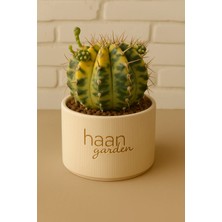 Haangarden Gymnocalycium Variegata / Kaktüs