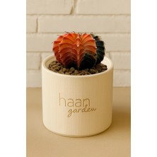 Haangarden Gymnocalycium Variegata / Kaktüs