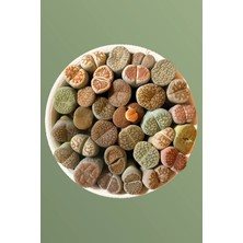 Haangarden Lithops Ssp