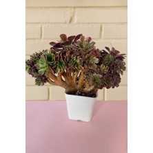 Haangarden Aeonium Ssp