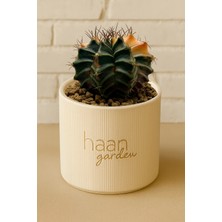 Haangarden Gymnocalycium Variegata / Kaktüs