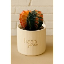Haangarden Gymnocalycium Variegata / Kaktüs