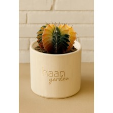 Haangarden Gymnocalycium Variegata / Kaktüs