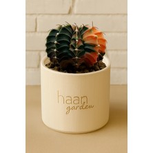 Haangarden Gymnocalycium Variegata / Kaktüs