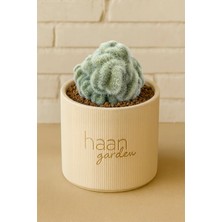 Haangarden Mammillaria Plomosa / Kaktüs