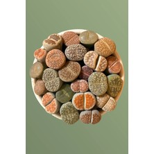 Haangarden Lithops Ssp