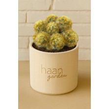 Haangarden Mammillaria Elongata / Kaktüs