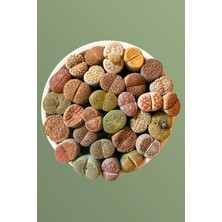 Haangarden Lithops Ssp