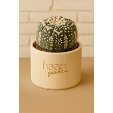 Haangarden Astrophytum Asterias V Type / Kaktüs