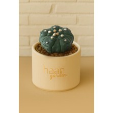 Haangarden Astrophytum Asterias Kikkou / Kaktüs