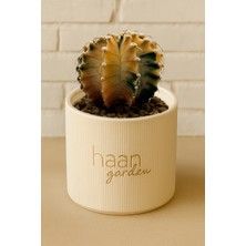 Haangarden Gymnocalycium Variegata / Kaktüs