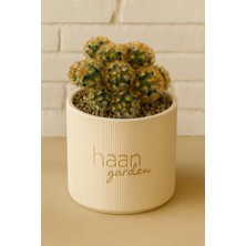 Haangarden Mammillaria Elongata