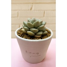 Haangarden Echeveria Ssp