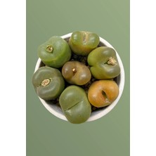 Haangarden Conophytum Ssp