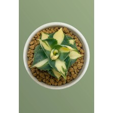 Haangarden Aqave Potatorum Variegata / Kaktüs