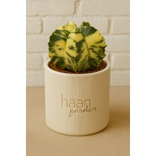 Haangarden Astrophytum Myriostigma "kikkou" Variegata / Kaktüs