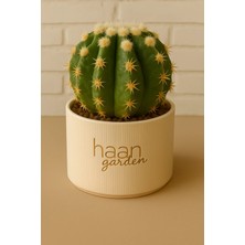 Haangarden Gymnocalcium Ssp / Kaktüs