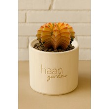 Haangarden Gymnocalycium Variegata / Kaktüs