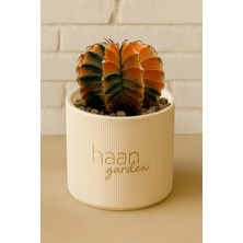 Haangarden Gymnocalycium Variegata / Kaktüs